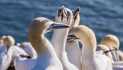 九游电脑版-【线上投票选择最喜欢的球员】粉丝助阵年度MVP，线上投票活动方案策划